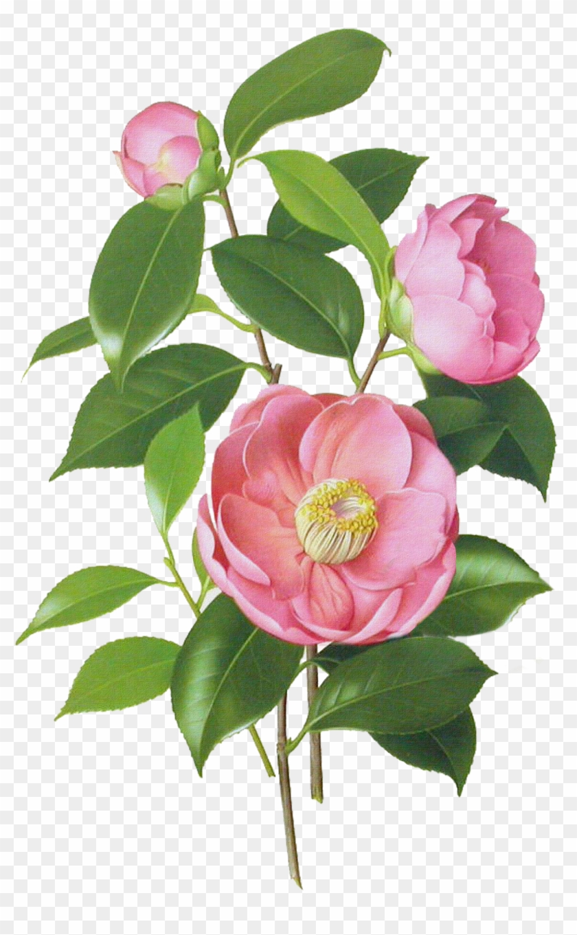 Japanese Camellia Drawing Watercolor Painting Botanical - Camellia Japonica Botanical Illustration #825963