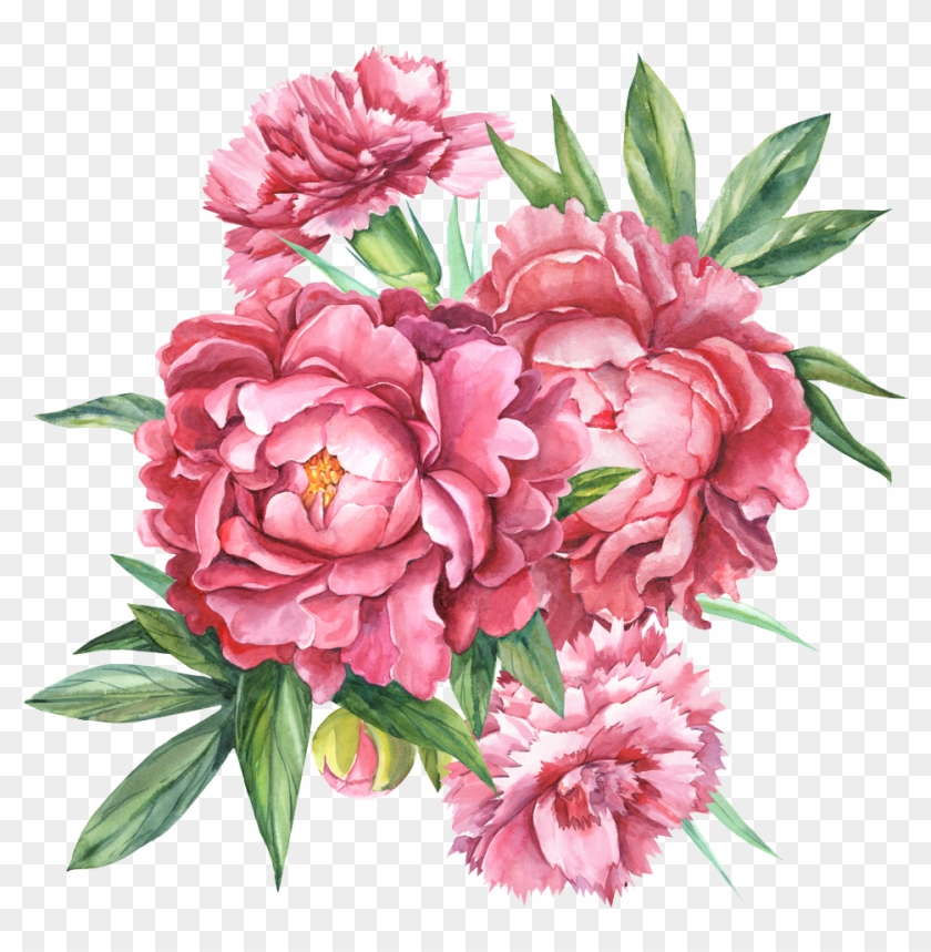 Floral Design Carnation Botanical Illustration Flower - Drawing #825994