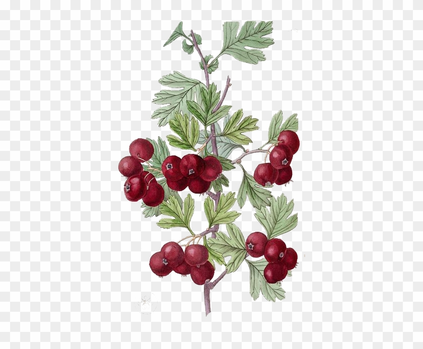 Botanical Illustration Botany Drawing Illustration - Botanical Illustration Botany Drawing Illustration #826016