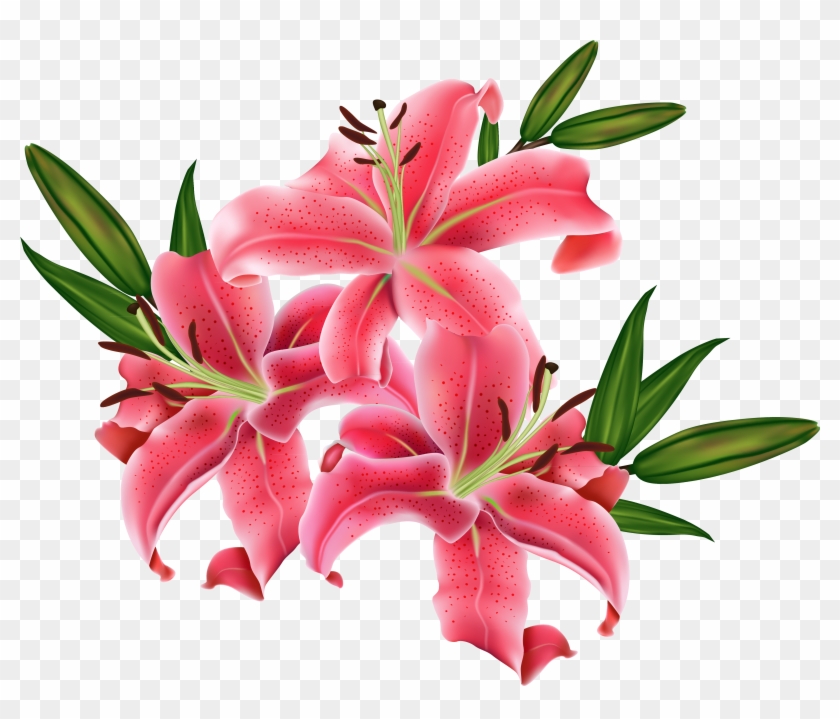 6,904 Pink Lily Stock Vector Illustration And Royalty - Flower Pic Hd Png #826111