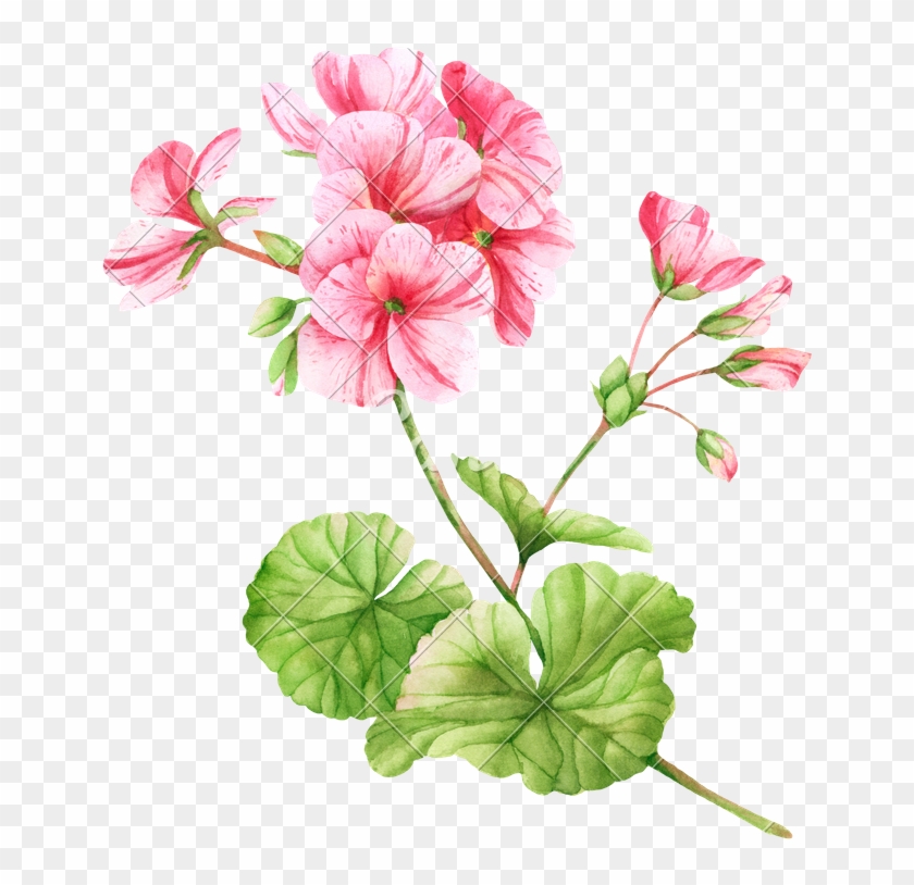 Geranium Flower Watercolor Illustration - Geranium Plant Watercolor #826129