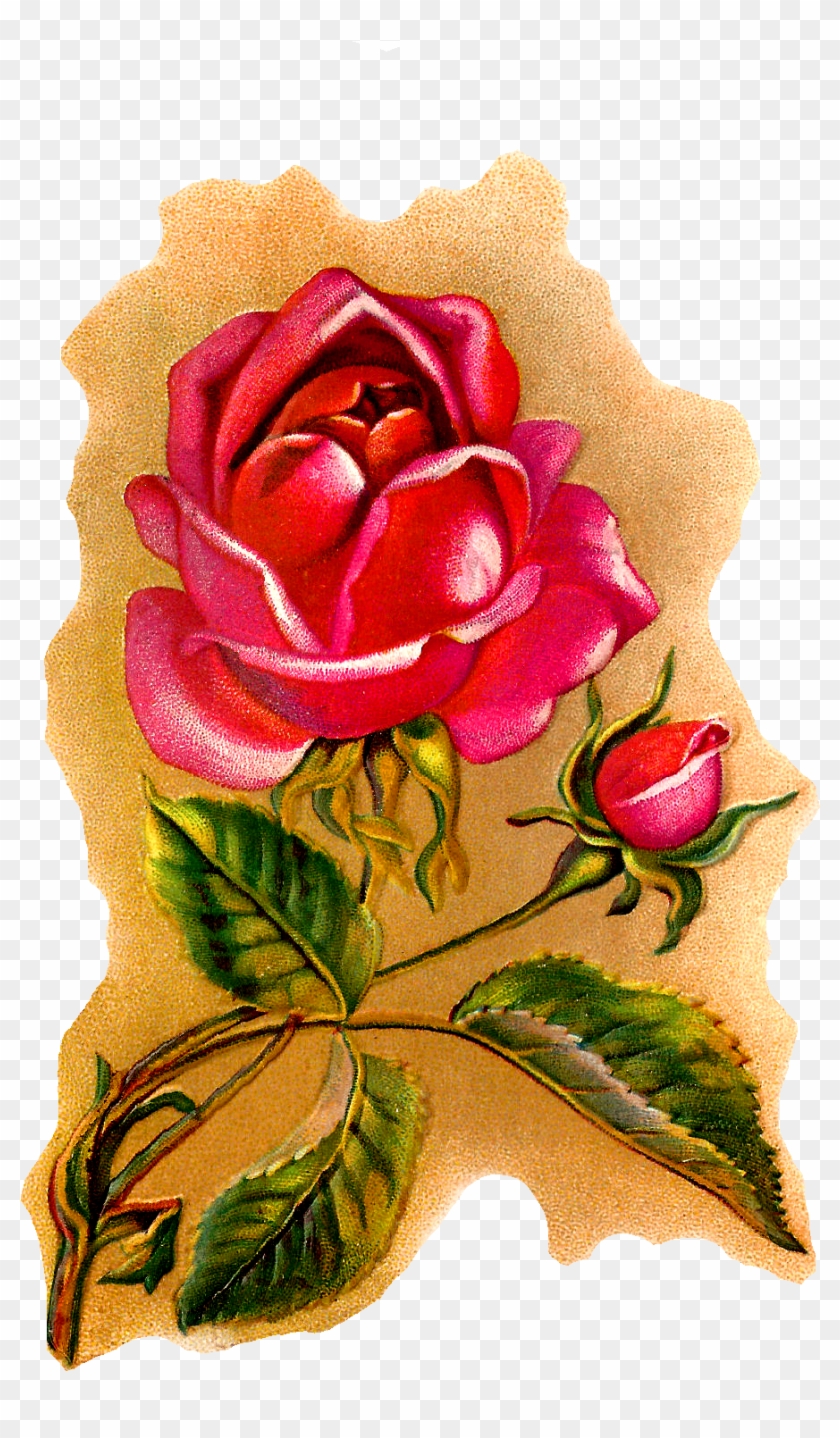 Flower Rose Illustration Vintage Art - Flower Rose Illustration Vintage Art #826202
