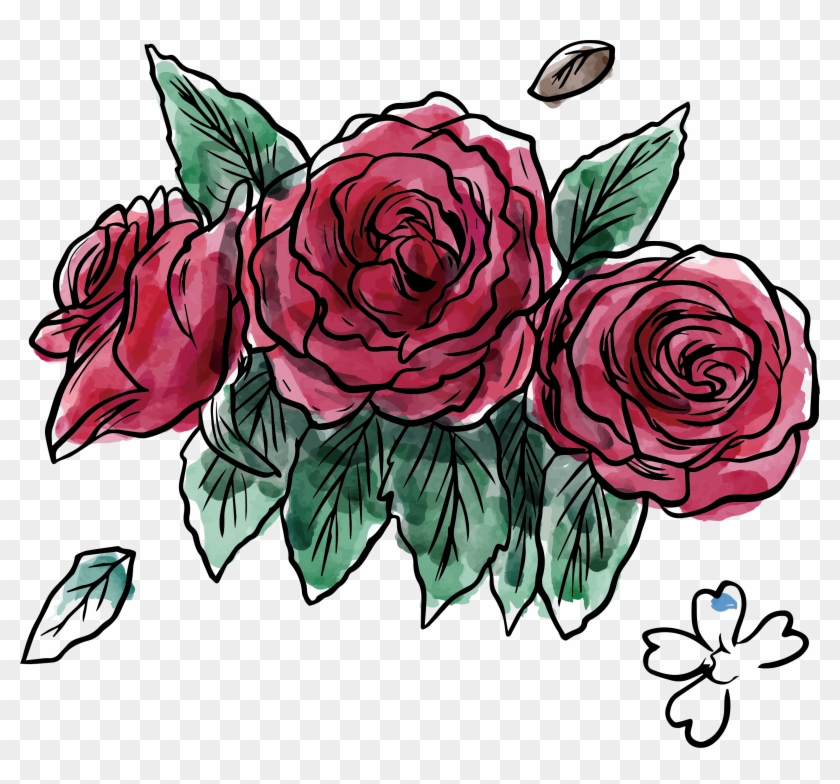 Garden Roses Beach Rose Flower Centifolia Roses - Watercolor Painting #826203