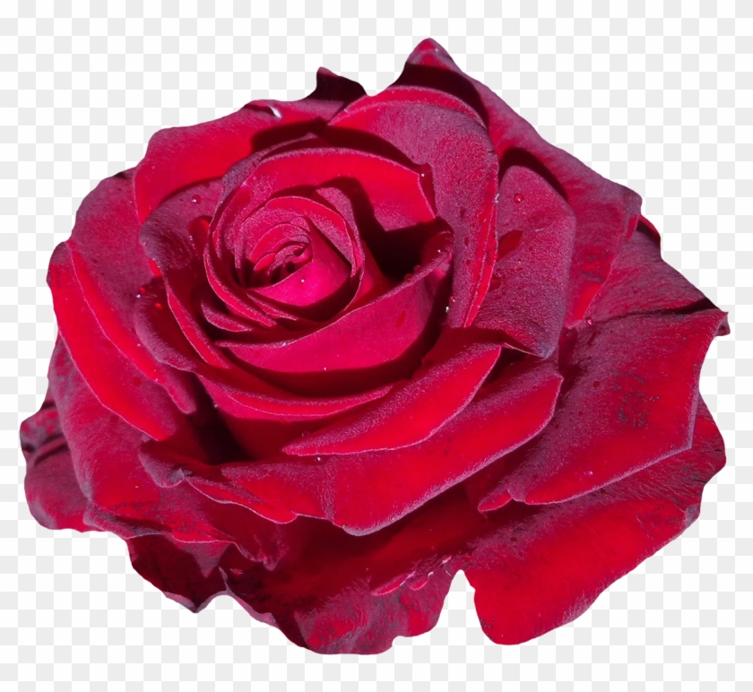 Red Rose Flower Png Image - Portable Network Graphics #826225