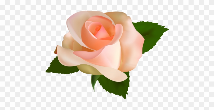 Beautiful Rose Png Clipart - Peach Rose Png #826320