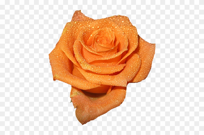 Peach Colored Rose Clipart - Peach Rose #826325