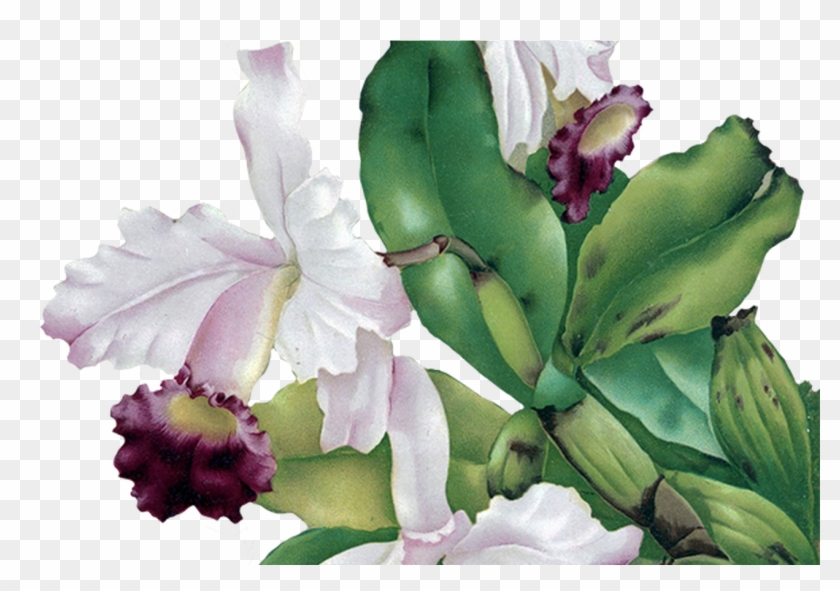 Digital Scrapbooking Flowers - Das Haus-orchidee 1892 Kissen #826425
