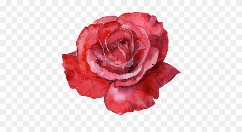 Red Rose Watercolor - Malowana Róża - Free Transparent Png Clipart Images Download