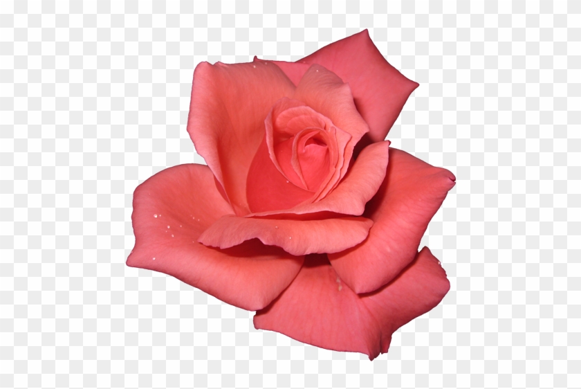 Pink Rose On Transparent Background #826791