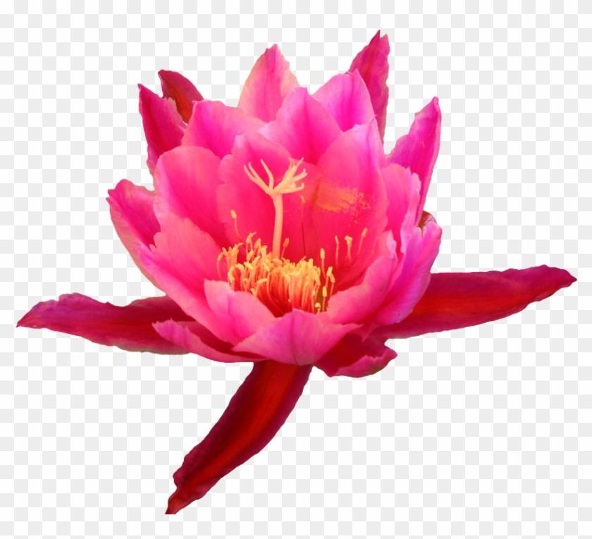 Flower From An Epiphyllum Cactus - Cactus Flower Transparent #826846