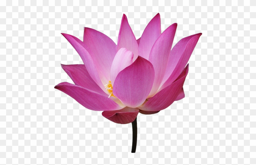 Lotus Flower With Steam - Lotus Flower Png Transparent #826850