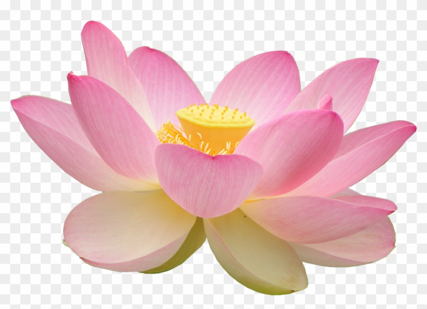 Transparent For The Anon Who Requested We Post More - National Flower Of India #826911