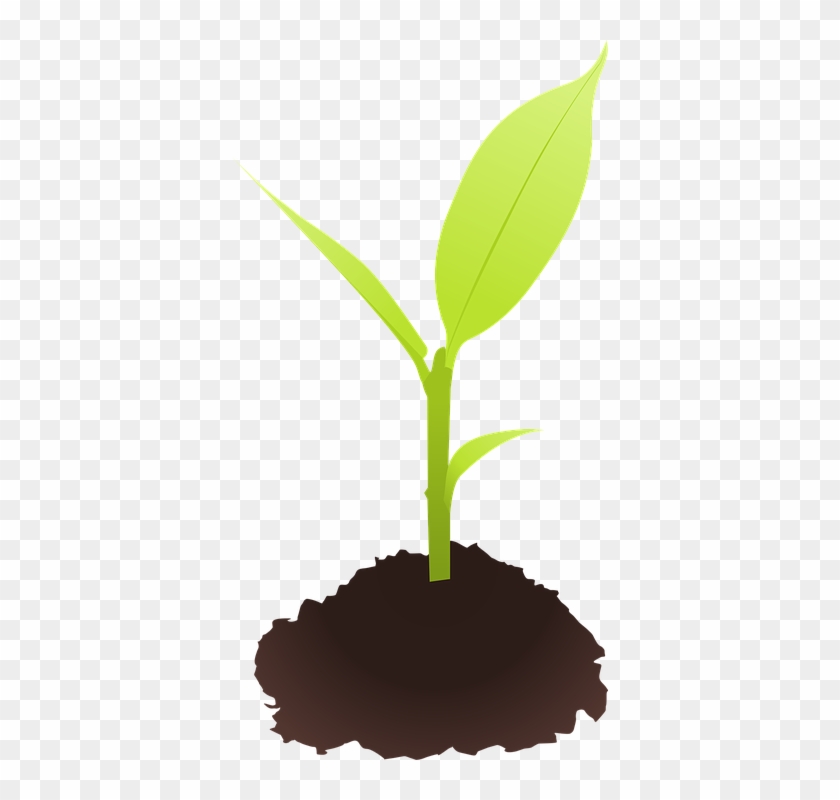 Soil Clipart Flower Growth - Seedling Clipart #826951
