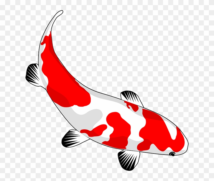 Fish, Koi, Red, White, Nishikigoi, Common Carp, Carp - Koi Fish Clipart #827026