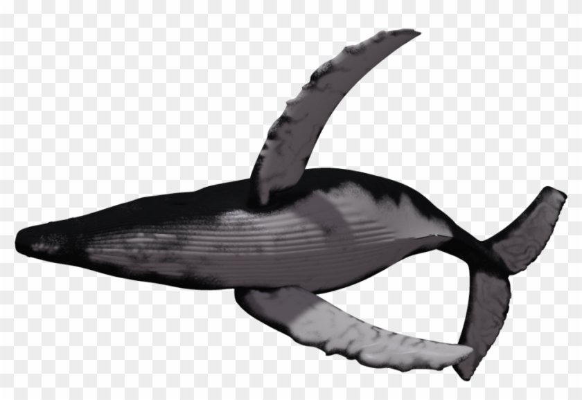 Download Whale Fish Png Transparent Images Transparent - Humpback Whale White Background #827030