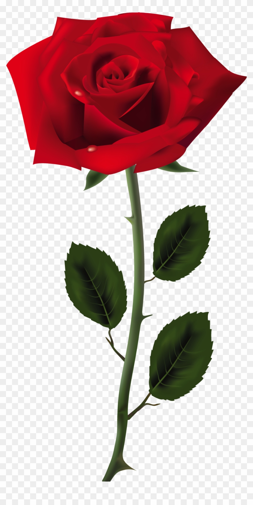 Red Rose Clipart Png Tumblr - Rose Png #827042