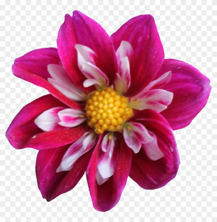 Dahlia Png Clipart - Flower On Invisible Background #827059