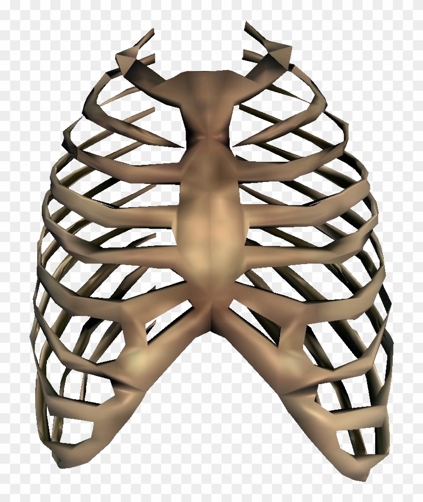 Rib - Skeleton Rib Cage Png #827063
