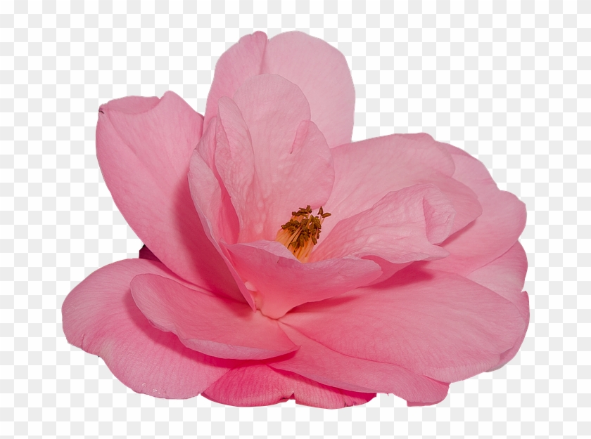 Flower, Camelia, Rosa, Nature, Transparent Background - Flor Png Fondo Transparente #827075