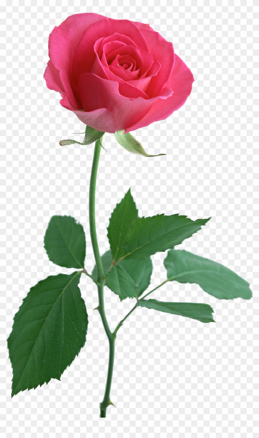 Pink Rose With Stem #827105