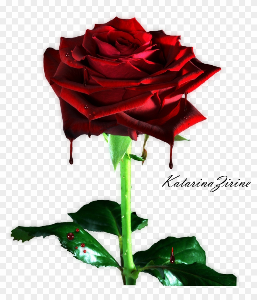 Bleeding Rose Png By Vladnoxart Bleeding Rose Png By - Rose #827112