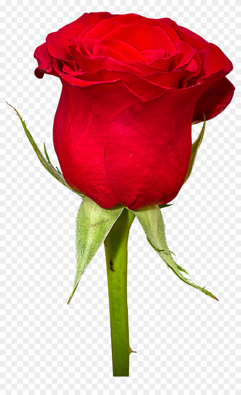 Rose Flower Png Image - Rose Flower Png Image #827114