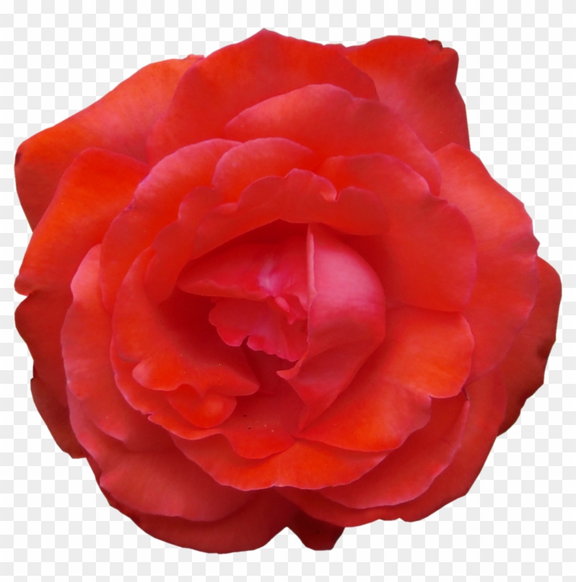 Garden Roses Cabbage Rose China Rose Floribunda Japanese - Garden Roses #827165