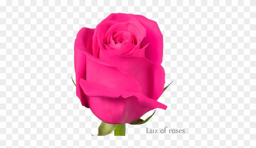 Rosa Pink Floyd - Розы Pink Floyd Саженец #827247
