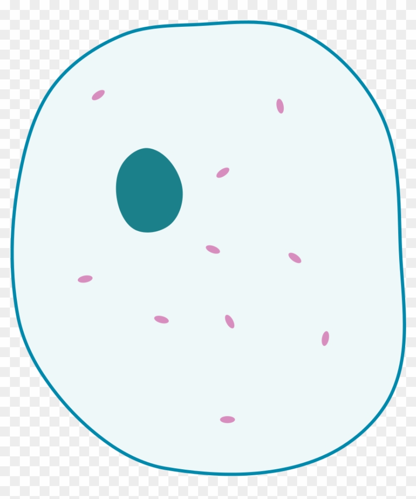 Mitosis Diagram Without Labels For Kids - Simple Animal Cell Unlabelled #827263