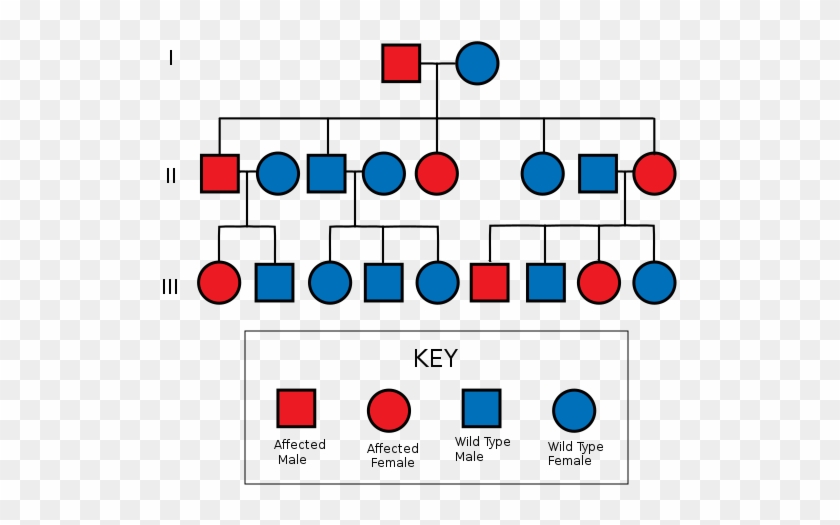 2c The Probability Of Traits Being Expressed Can Be - Tell If A Pedigree Is Dominant Or Recessive #827265