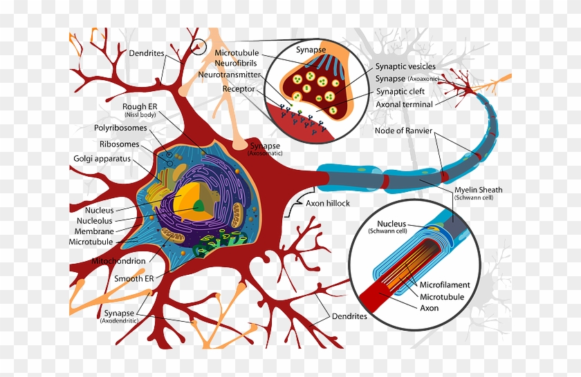 Neuron Red, Science, Diagram, Cell, Illustration, Neuron - Organelles In A Brain Cell #827276