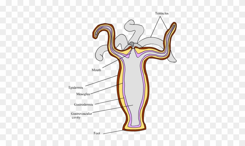 Cbse Guide Ncert Solutions Tissues Board Class 9 Biology - Epidermis And Gastrodermis #827355