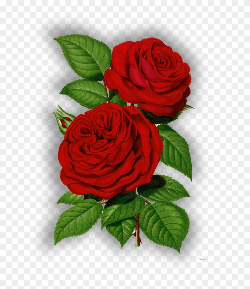 Sublimacion - Victorian Rose Art #827489