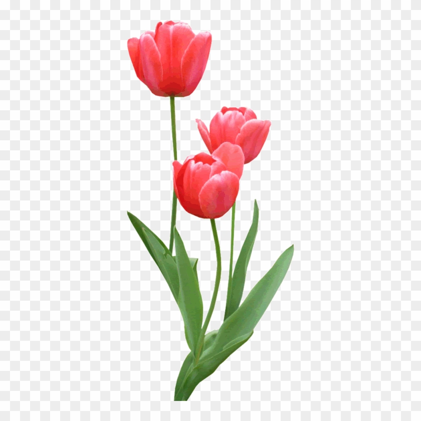 You Might Also Like - Flores Vermelha Em Png #827516