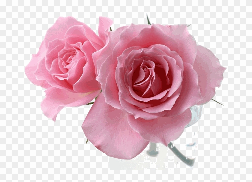 You Might Also Like - Custom Birthday Rose Garden With Butterflies And Tabby #827528