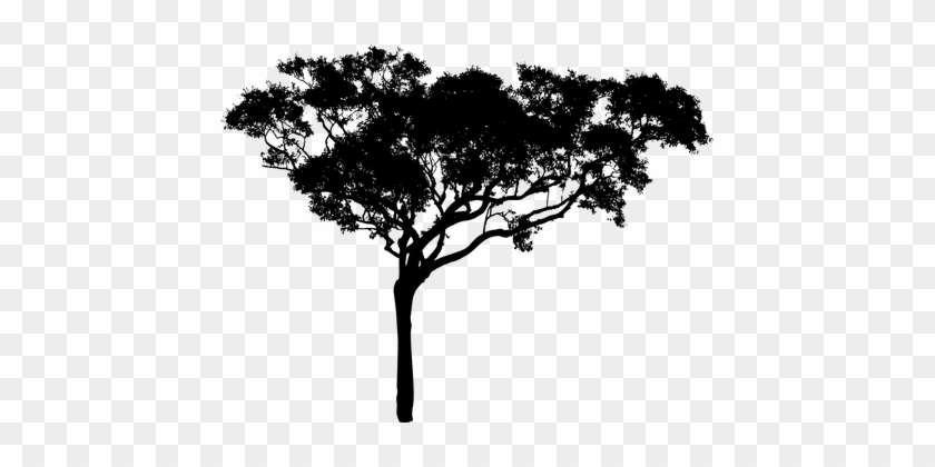 Tree Vector Png - Tree Vector Black Png #827544