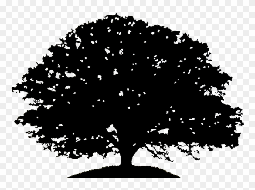Pin Oak Tree Clipart Black And White - Oak Tree Silhouette Drawing #827645