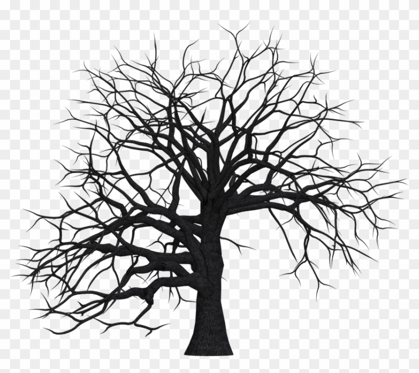Hand Drawn Leafless Tree On White Stock Vector - Black And White Dry Tree #827652
