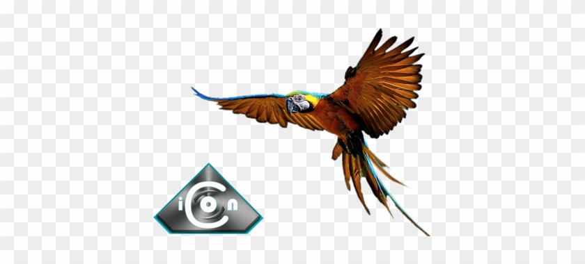 Psd Detail - Macaw #827860