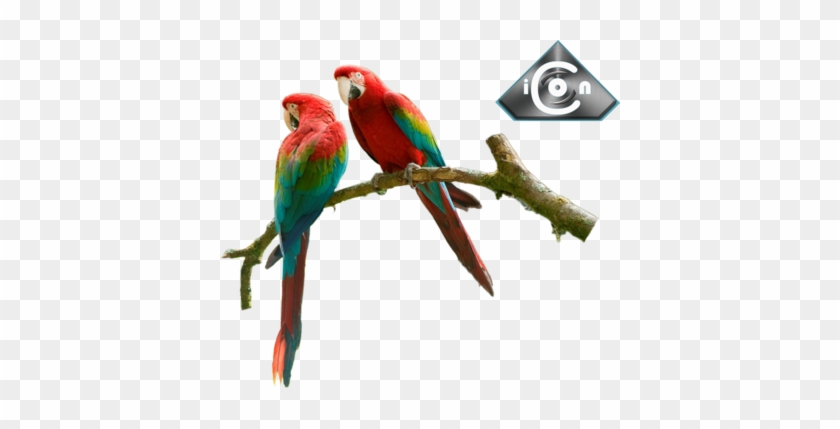 Red & Green Macaw Psd - Macaw #827945