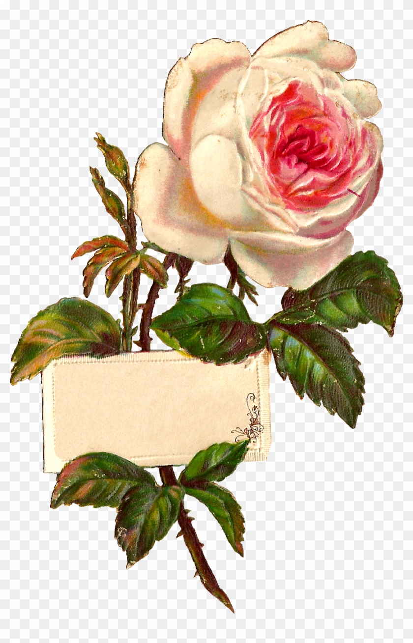 Stock Rose Label Image - Illustrator Flower Png #827995