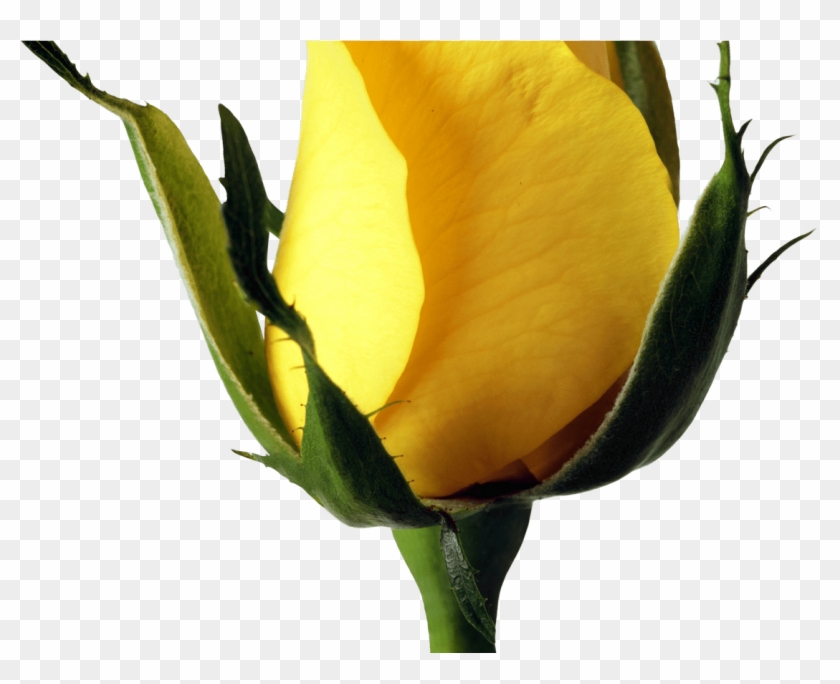 Yellow Rose Png Image Purepng Free Transparent Cc0 - Yellow Rose Png #829226