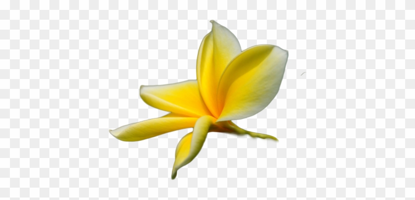 Yellow Flower Vector Png Browse > Flowers & Trees > - Tropical Flower Transparent Png #829262