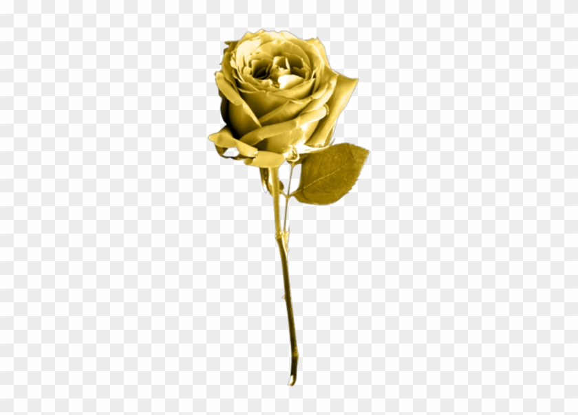 Golden Rose Png Image Background - Golden Rose Transparent Background -  Free Transparent PNG Clipart Images Download