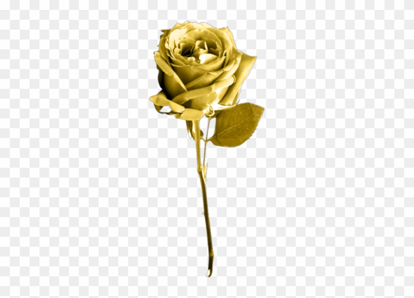 Golden Rose Png Image Background - Golden Rose Transparent Background #829265