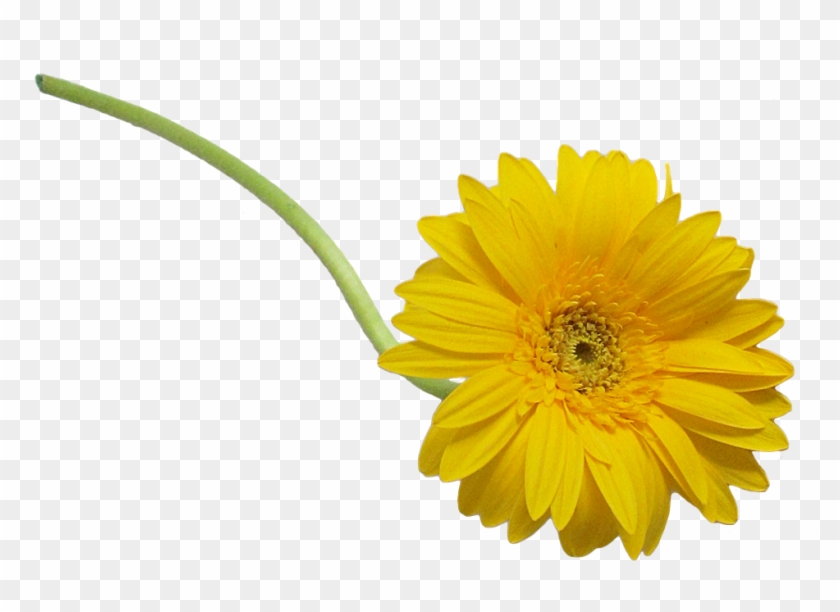 Margaridas Em Png #829289