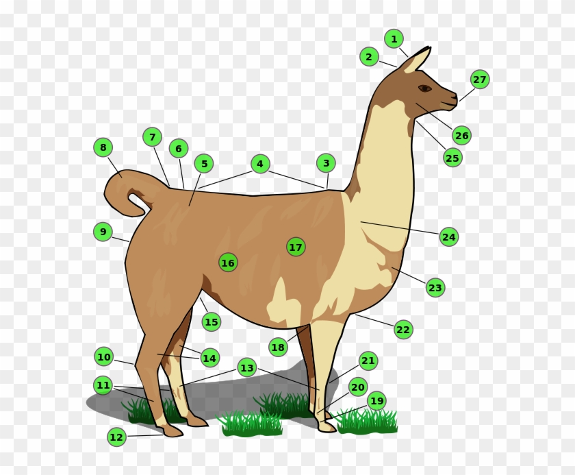 Names Of Llama Body Parts - Llama Body Parts #829460