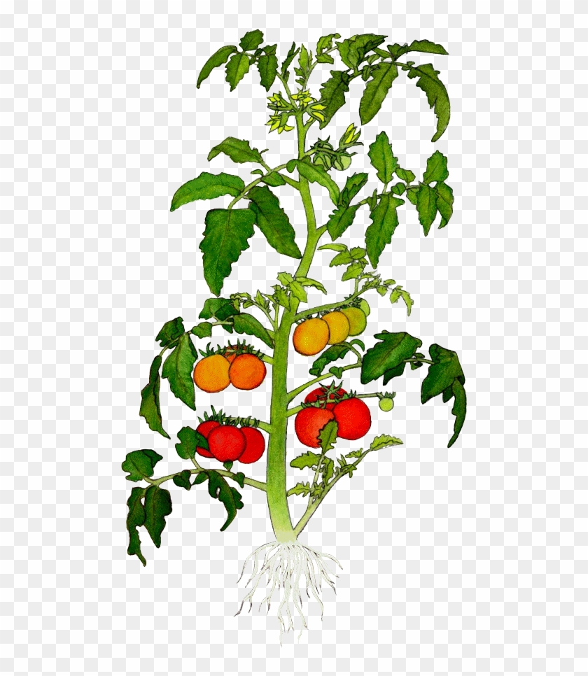 Pictures Of Potted Plants - Plant Of Tomato #829516