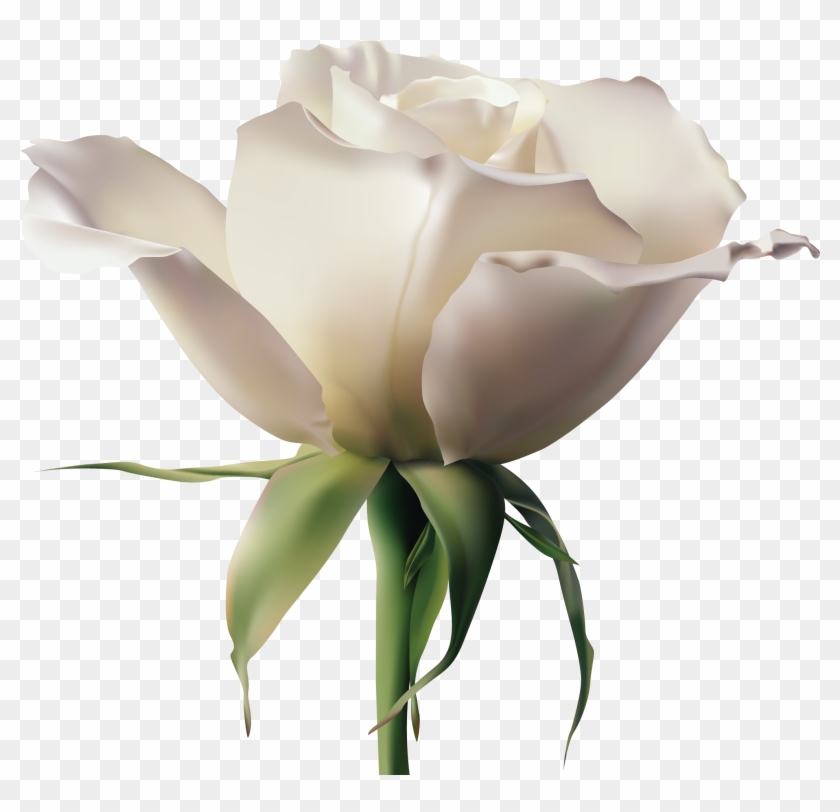 Garden Roses Rosa Xd7 Alba Euclidean Vector Flower - Speaking Peace: Connecting With Others Through Non-violent #829551