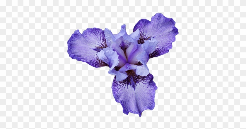 Iris Clipart Transparent Png - Iris Flower Png #829760